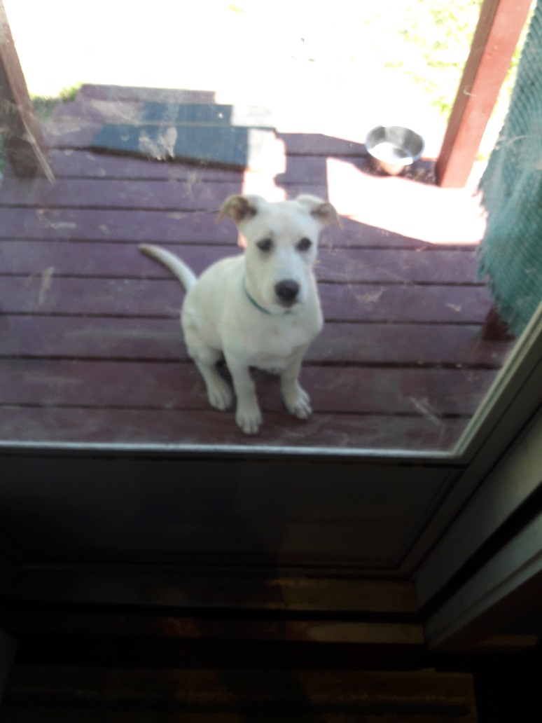 BabyMarley Blank Meme Template