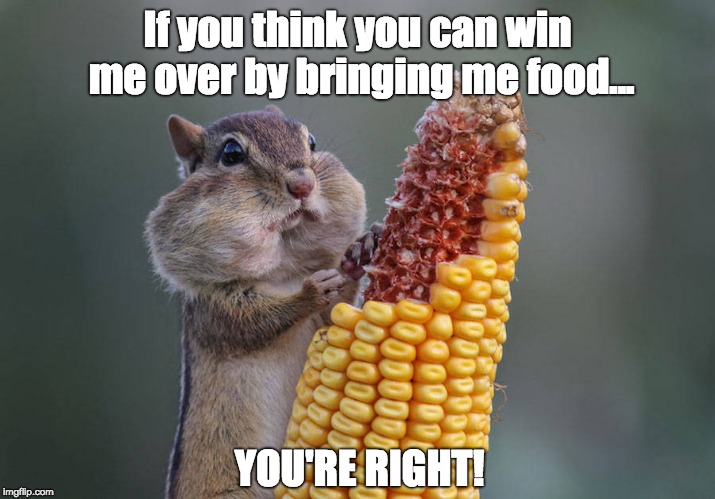 hungry squirrel |  If you think you can win me over by bringing me food... YOU'RE RIGHT! | image tagged in hungry squirrel | made w/ Imgflip meme maker