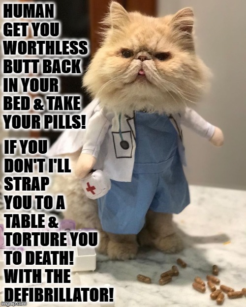 WORTHLESS BUTT | HUMAN GET YOU WORTHLESS BUTT BACK IN YOUR BED & TAKE YOUR PILLS! IF YOU DON'T I'LL STRAP YOU TO A TABLE & TORTURE YOU TO DEATH! WITH THE DEFIBRILLATOR! | image tagged in worthless butt | made w/ Imgflip meme maker