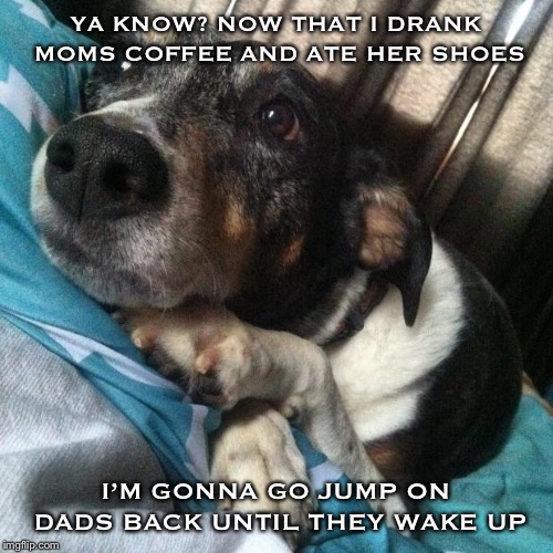Deep thinking dog | YA KNOW? NOW THAT I DRANK MOMS COFFEE AND ATE HER SHOES; I’M GONNA GO JUMP ON DADS BACK UNTIL THEY WAKE UP | image tagged in deep thinking dog | made w/ Imgflip meme maker