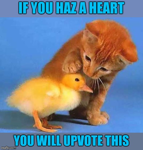 Is true | IF YOU HAZ A HEART; YOU WILL UPVOTE THIS | image tagged in memes,upvotes,cute,cats,ducks | made w/ Imgflip meme maker