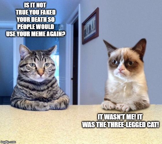 Take a seat cat and grumpy cat review | IS IT NOT TRUE YOU FAKED YOUR DEATH SO PEOPLE WOULD USE YOUR MEME AGAIN? IT WASN'T ME! IT WAS THE THREE-LEGGED CAT! | image tagged in take a seat cat and grumpy cat review | made w/ Imgflip meme maker