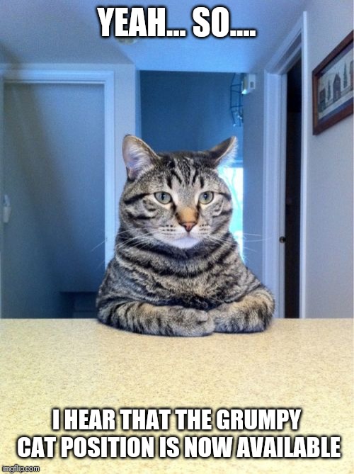 Take A Seat Cat | YEAH... SO.... I HEAR THAT THE GRUMPY CAT POSITION IS NOW AVAILABLE | image tagged in memes,take a seat cat | made w/ Imgflip meme maker