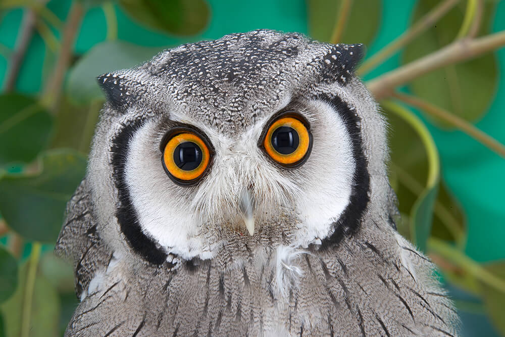 High Quality owl is confused Blank Meme Template