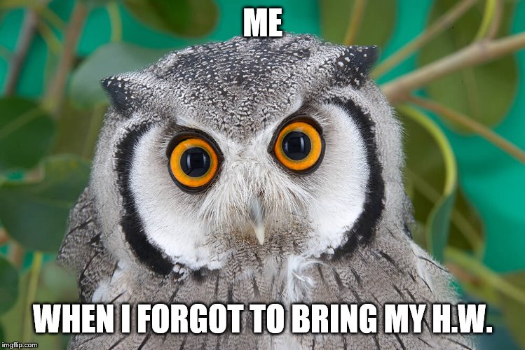  ME; WHEN I FORGOT TO BRING MY H.W. | image tagged in owl is confused | made w/ Imgflip meme maker