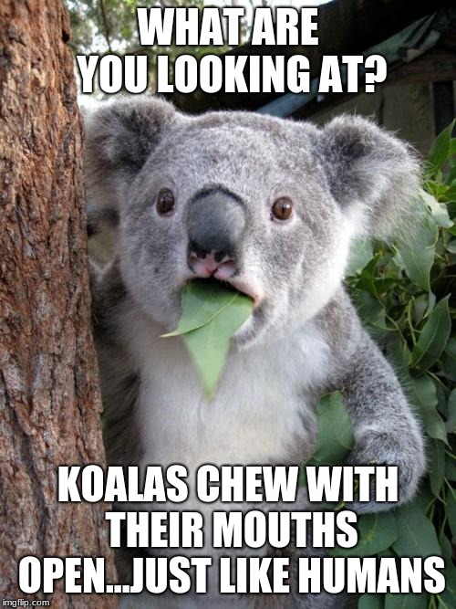 Surprised Koala | WHAT ARE YOU LOOKING AT? KOALAS CHEW WITH THEIR MOUTHS OPEN...JUST LIKE HUMANS | image tagged in memes,surprised koala | made w/ Imgflip meme maker