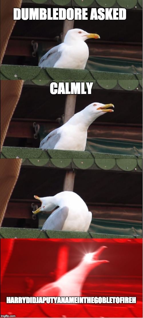 Inhaling Seagull Meme |  DUMBLEDORE ASKED; CALMLY; HARRYDIDJAPUTYANAMEINTHEGOBLETOFIREH | image tagged in memes,inhaling seagull | made w/ Imgflip meme maker
