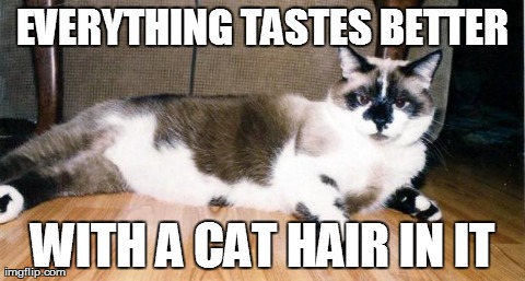 EVERYTHING TASTES BETTER WITH A CAT HAIR IN IT | made w/ Imgflip meme maker