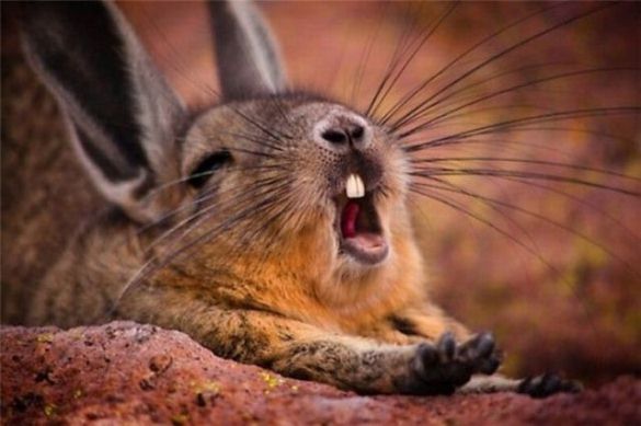 Yawning Bunny Blank Meme Template