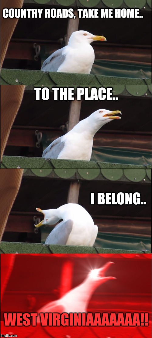 Inhaling Seagull Meme |  COUNTRY ROADS, TAKE ME HOME.. TO THE PLACE.. I BELONG.. WEST VIRGINIAAAAAAA!! | image tagged in memes,inhaling seagull | made w/ Imgflip meme maker