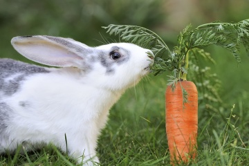Rabbit eating a Carrot Blank Meme Template