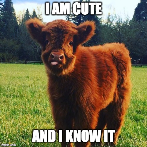I am cute and I know it | I AM CUTE; AND I KNOW IT | image tagged in i am cute | made w/ Imgflip meme maker