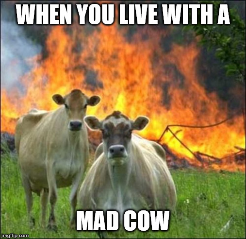 Evil Cows Meme | WHEN YOU LIVE WITH A; MAD COW | image tagged in memes,evil cows | made w/ Imgflip meme maker