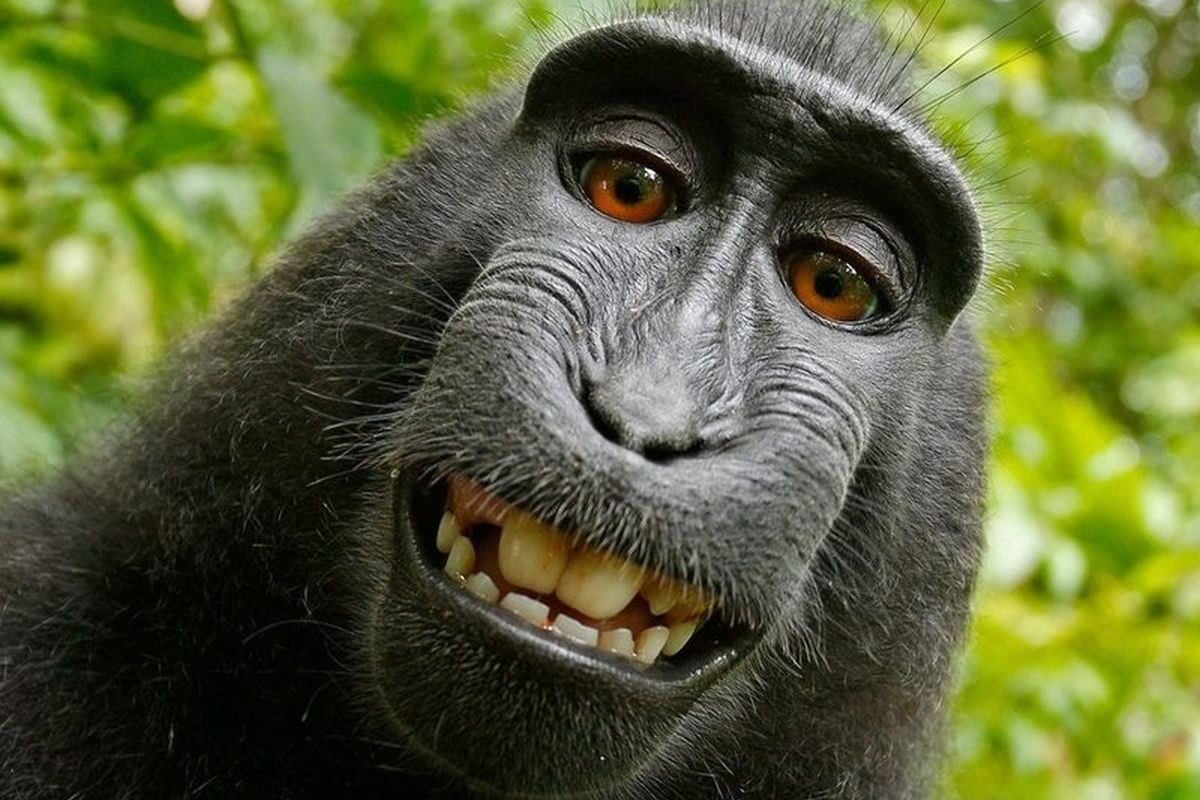 Look at This Funny Monkey! Blank Template - Imgflip