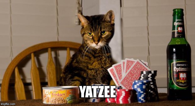 Poker Cat | YATZEE | image tagged in poker cat | made w/ Imgflip meme maker
