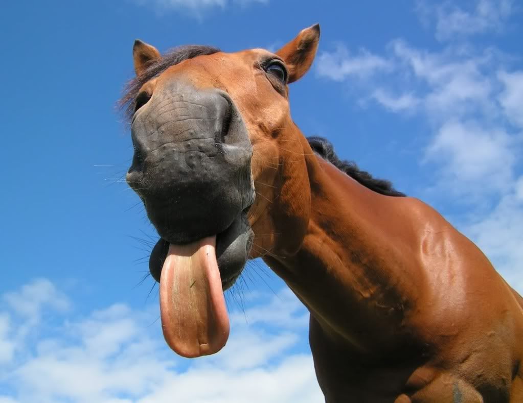 Horse Tongue Blank Meme Template