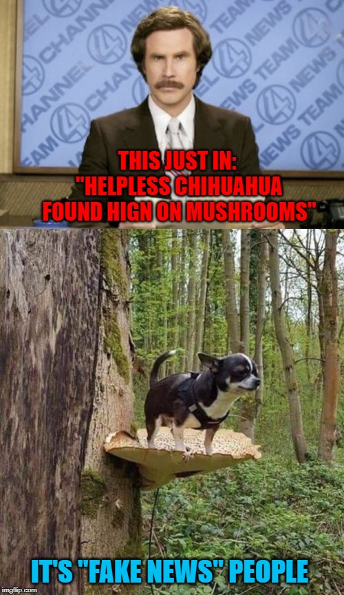 There's always a twist! |  THIS JUST IN: "HELPLESS CHIHUAHUA FOUND HIGN ON MUSHROOMS"; IT'S "FAKE NEWS" PEOPLE | image tagged in memes,ron burgundy,high on mushrooms,funny,fake news,dogs | made w/ Imgflip meme maker