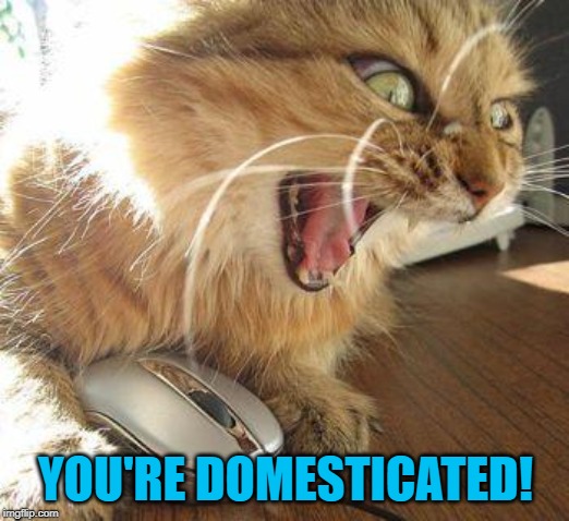 angry cat | YOU'RE DOMESTICATED! | image tagged in angry cat | made w/ Imgflip meme maker