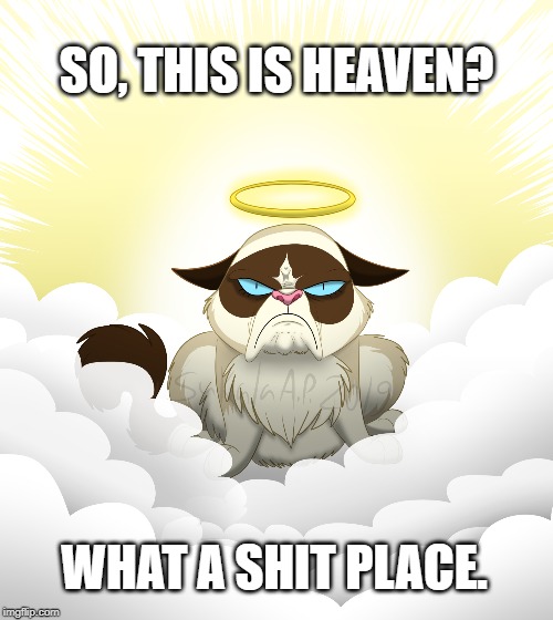 Rest In Pessimism | SO, THIS IS HEAVEN? WHAT A SHIT PLACE. | image tagged in grumpy cat,tribute,meme,cat,rest in peace,heaven | made w/ Imgflip meme maker