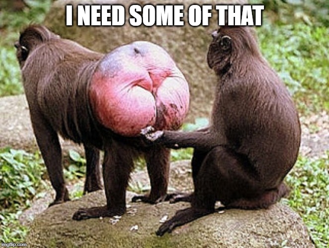 Monkey butt | I NEED SOME OF THAT | image tagged in monkey butt | made w/ Imgflip meme maker