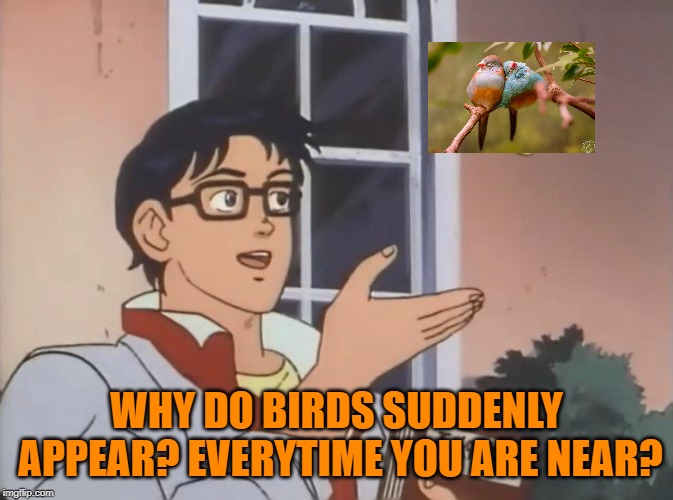 Is this a bird? | WHY DO BIRDS SUDDENLY APPEAR? EVERYTIME YOU ARE NEAR? | image tagged in is this a bird | made w/ Imgflip meme maker