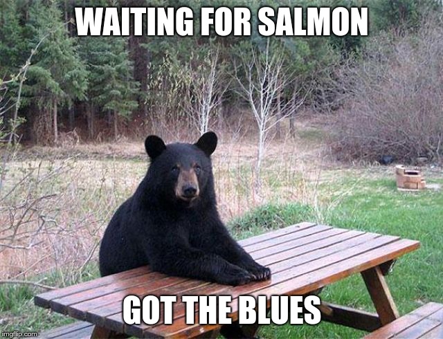 waiting bear | WAITING FOR SALMON; GOT THE BLUES | image tagged in waiting bear | made w/ Imgflip meme maker