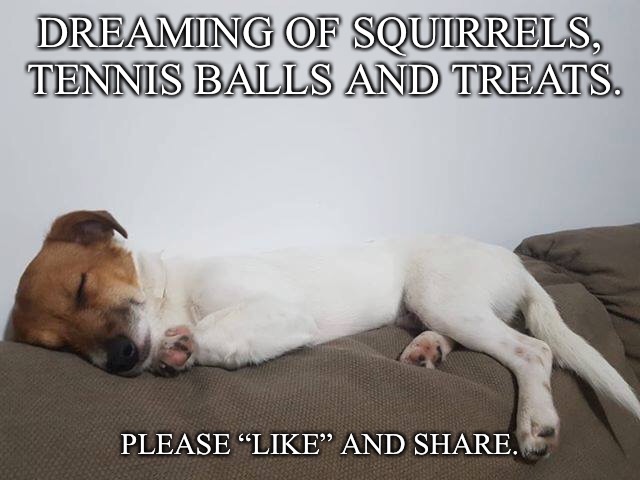 DREAMING OF SQUIRRELS, TENNIS BALLS AND TREATS. PLEASE “LIKE” AND SHARE. | image tagged in dogs,funny dogs,animals | made w/ Imgflip meme maker