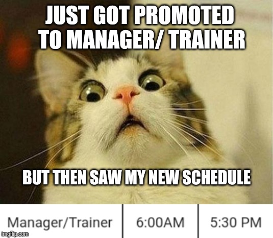 With more responsibility comes more hours! :/ | JUST GOT PROMOTED TO MANAGER/ TRAINER; BUT THEN SAW MY NEW SCHEDULE | image tagged in wtf cat,work,promotion,funny,cat,memes | made w/ Imgflip meme maker