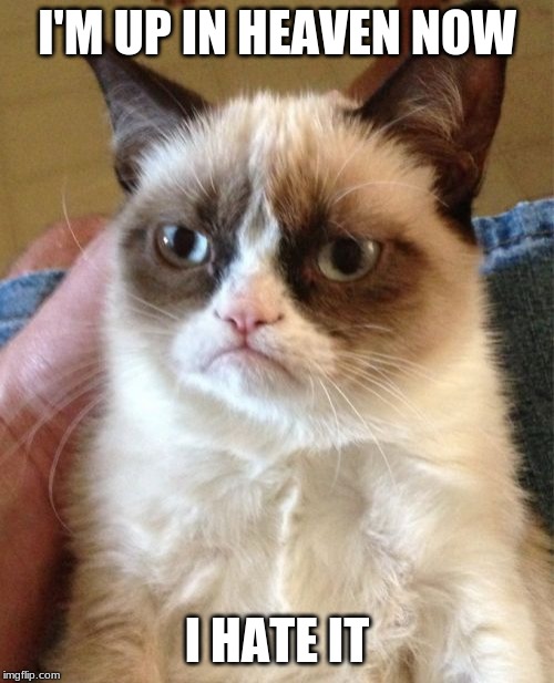 Grumpy Cat Meme | I'M UP IN HEAVEN NOW; I HATE IT | image tagged in memes,grumpy cat | made w/ Imgflip meme maker