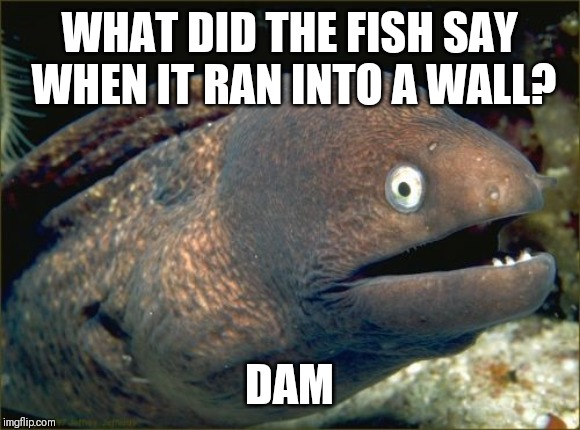Bad Joke Eel | WHAT DID THE FISH SAY WHEN IT RAN INTO A WALL? DAM | image tagged in memes,bad joke eel | made w/ Imgflip meme maker