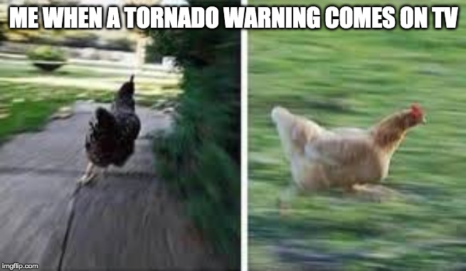running chicken | ME WHEN A TORNADO WARNING COMES ON TV | image tagged in running chicken | made w/ Imgflip meme maker