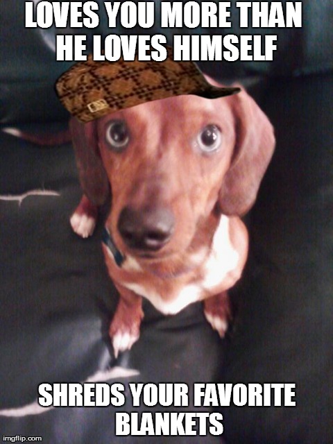 image tagged in funny,scumbag,dogs | made w/ Imgflip meme maker