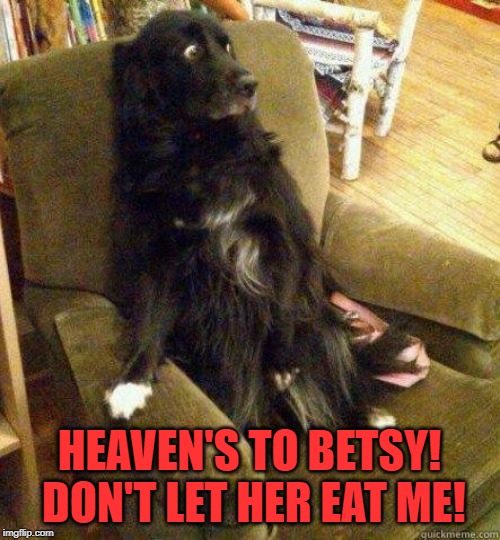 terrified dog | HEAVEN'S TO BETSY! DON'T LET HER EAT ME! | image tagged in terrified dog | made w/ Imgflip meme maker