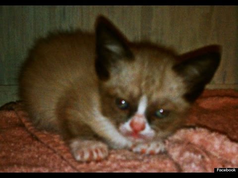 High Quality Baby grump cat ??? Blank Meme Template