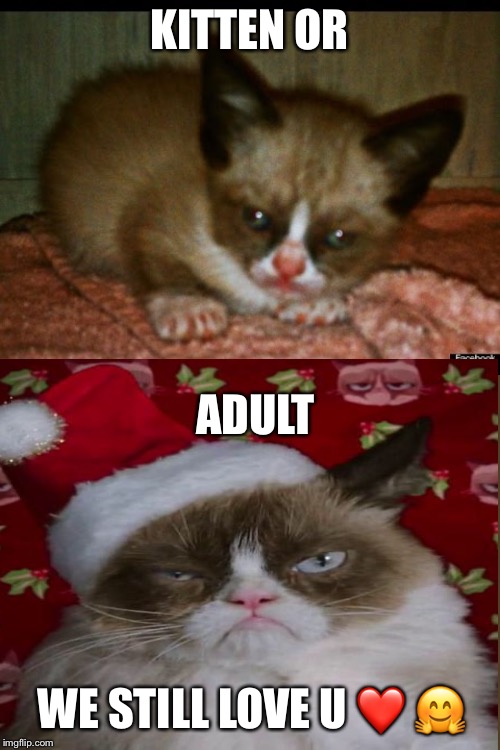  KITTEN OR; ADULT; WE STILL LOVE U ❤️ 🤗 | image tagged in baby grump cat | made w/ Imgflip meme maker