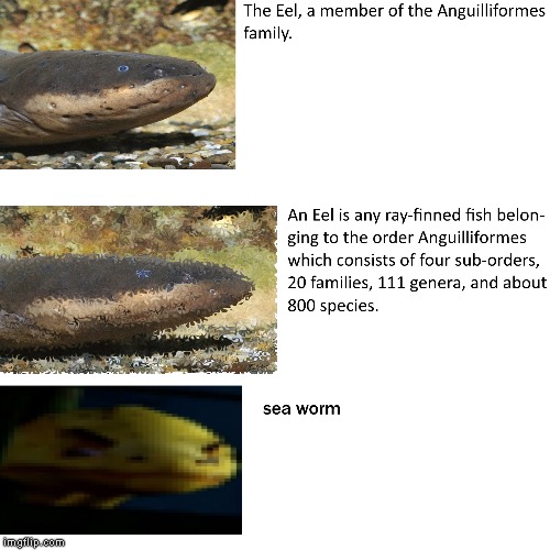 sea worm | image tagged in sea worm,eel,borbs,meme,devolution,evolution | made w/ Imgflip meme maker