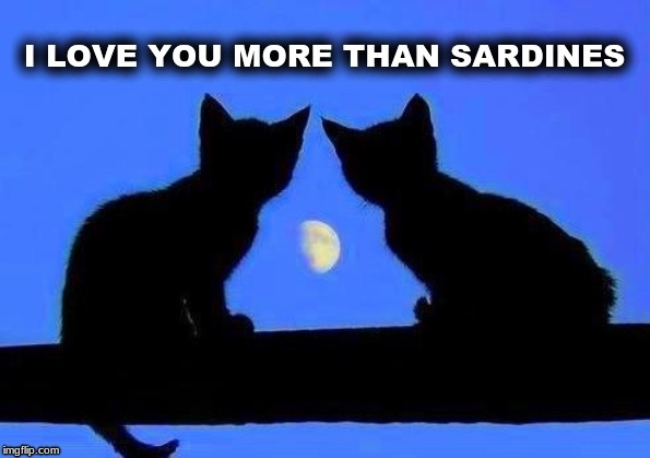 I LOVE YOU MORE THAN SARDINES | image tagged in cats,sardines,i love you,kitties,crush,moon | made w/ Imgflip meme maker