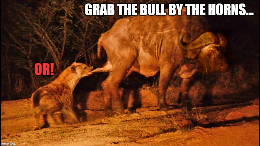 Grab It Flip! | GRAB THE BULL BY THE HORNS... OR! | image tagged in real life,thug life,hyena,life hack | made w/ Imgflip meme maker