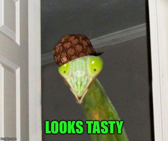 Scumbag Mantis | LOOKS TASTY | image tagged in scumbag mantis | made w/ Imgflip meme maker