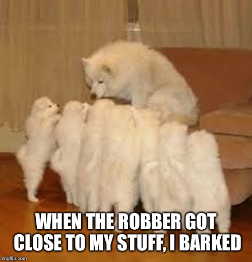 Storytelling Dog 2 | WHEN THE ROBBER GOT CLOSE TO MY STUFF, I BARKED | image tagged in storytelling dog 2 | made w/ Imgflip meme maker