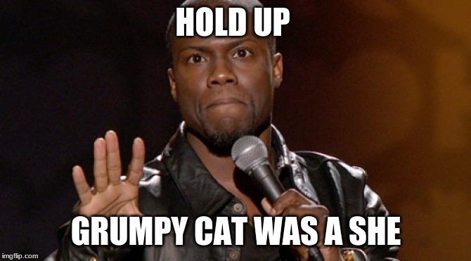 HOLD UP GRUMPY CAT WAS A SHE | image tagged in hold up hold up | made w/ Imgflip meme maker