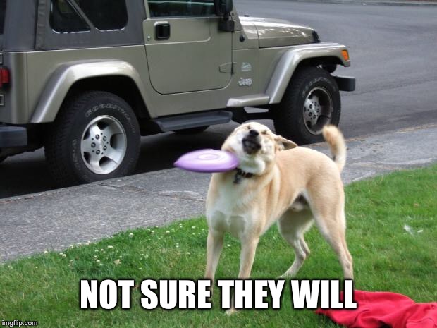 frisbee dog fail | NOT SURE THEY WILL | image tagged in frisbee dog fail | made w/ Imgflip meme maker