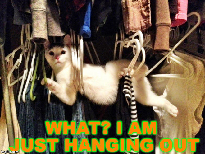 Bad pun cat | WHAT? I AM JUST HANGING OUT | image tagged in bad pun cat,hanging out,funny cat memes | made w/ Imgflip meme maker
