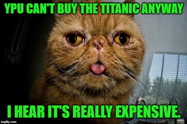 Dumb Cat | YPU CAN'T BUY THE TITANIC ANYWAY I HEAR IT'S REALLY EXPENSIVE. | image tagged in dumb cat | made w/ Imgflip meme maker