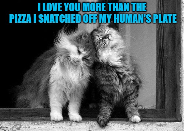 Loving cats | I LOVE YOU MORE THAN THE PIZZA I SNATCHED OFF MY HUMAN'S PLATE | image tagged in loving cats | made w/ Imgflip meme maker