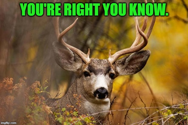 deer meme | YOU'RE RIGHT YOU KNOW. | image tagged in deer meme | made w/ Imgflip meme maker