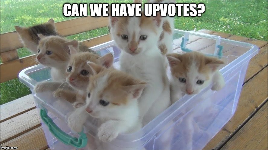 These Kittens Want Upvotes | CAN WE HAVE UPVOTES? | image tagged in kittens,upvotes | made w/ Imgflip meme maker