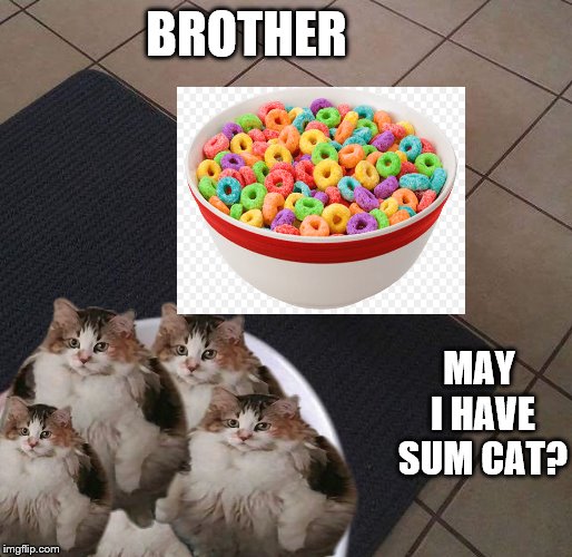 Loops Brother | BROTHER; MAY I HAVE SUM CAT? | image tagged in loops brother | made w/ Imgflip meme maker