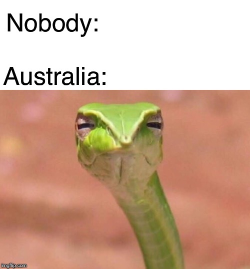 Skeptical snake | Nobody:; Australia: | image tagged in skeptical snake | made w/ Imgflip meme maker