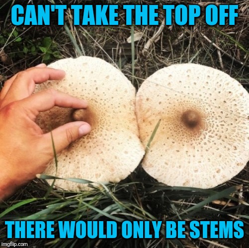 Take it off! Take it off! | CAN'T TAKE THE TOP OFF; THERE WOULD ONLY BE STEMS | image tagged in mushrooms | made w/ Imgflip meme maker